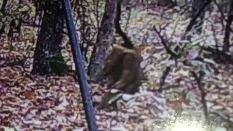 The Dogman Caught On Photograph! | Paranormal