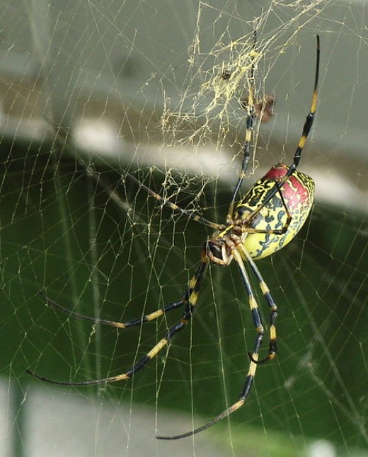 writing spiders stock photos writing