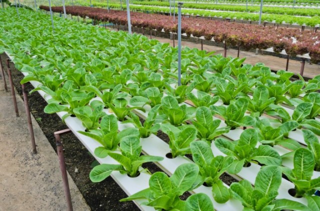 Gardening With Fish: Three Types Of Aquaponics Systems | Food and 