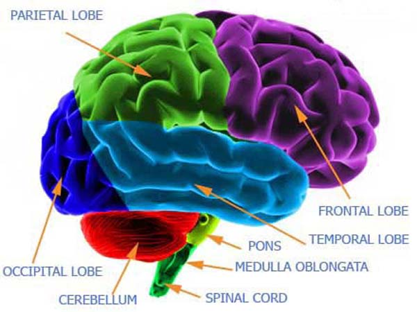 Dopamine foods brain