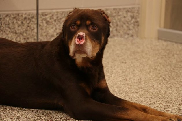 baron the rottweiler sweet who endured the worst is now happy with loving family animals pets baron the rottweiler sweet who endured the worst is now happy with loving family animals pets