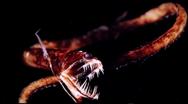 Top 15 Scary Deep Sea Creatures Video Strange top-15-scary-deep-sea-creatures-video-strange