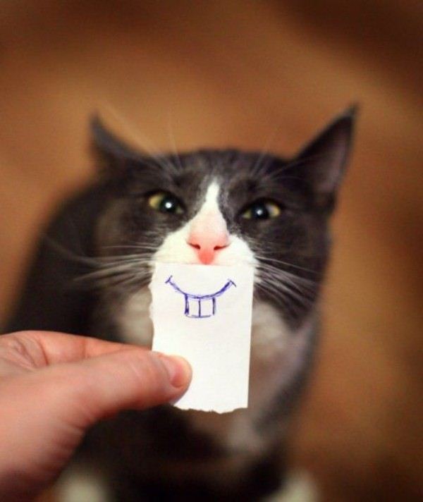  funny cats 