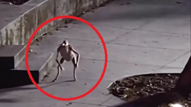 Strange Creature Caught on Camera in Texas. What is it?