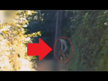 Strange Creature Caught on Camera? What is it? | Paranormal | Before It ...