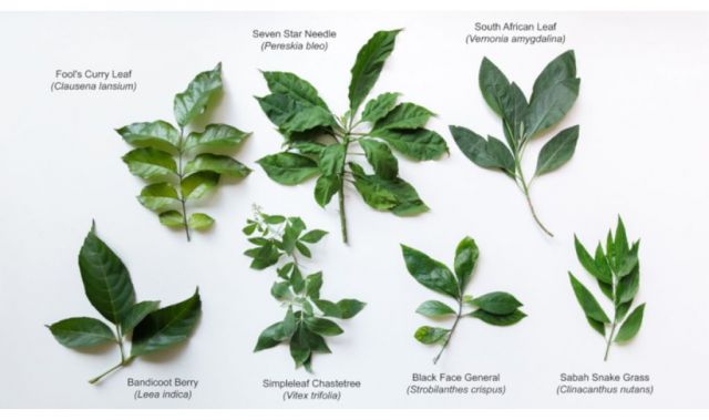 United States AI Solar System (9) - Page 24 20190530-NUS-anticancer-compounds-from-plants-38n1s8o6o3jn54n0c38um8