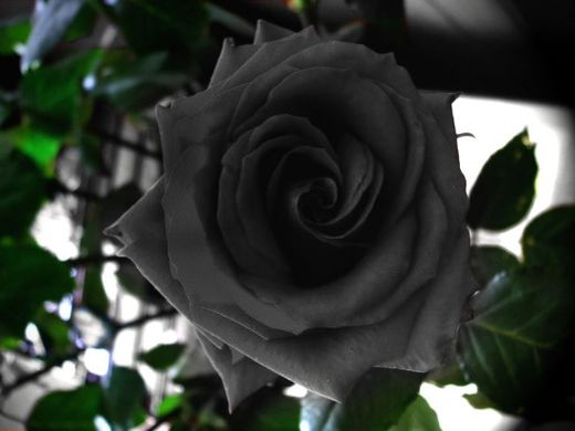 The Stunningly Beautiful Black Roses Of Halfeti (Video) | Beyond Science