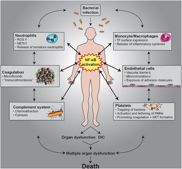 How to Alleviate the Production of NF-kB – Disease-Causing Inflammation (Video)