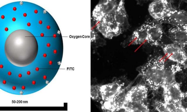 Can Oxygen Make Cancer Therapy More Effective? (Videos)