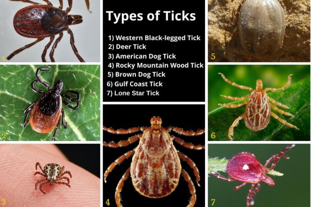 Know Before You Go: Where the Ticks Are and How to Avoid Them (Videos