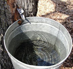 Trees That You Can Tap (for Sap and Syrup) this Spring | Self-Sufficiency