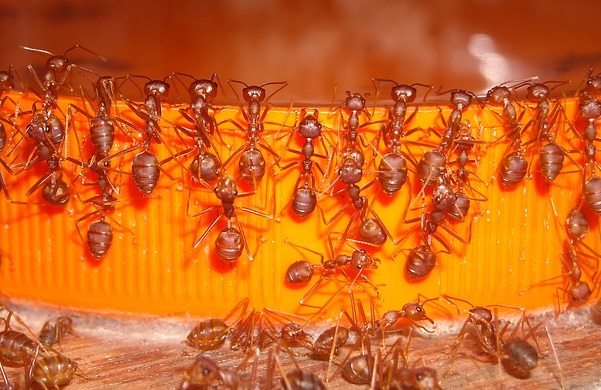 4 Ways to Prevent Pharaoh Ants From Entering Your