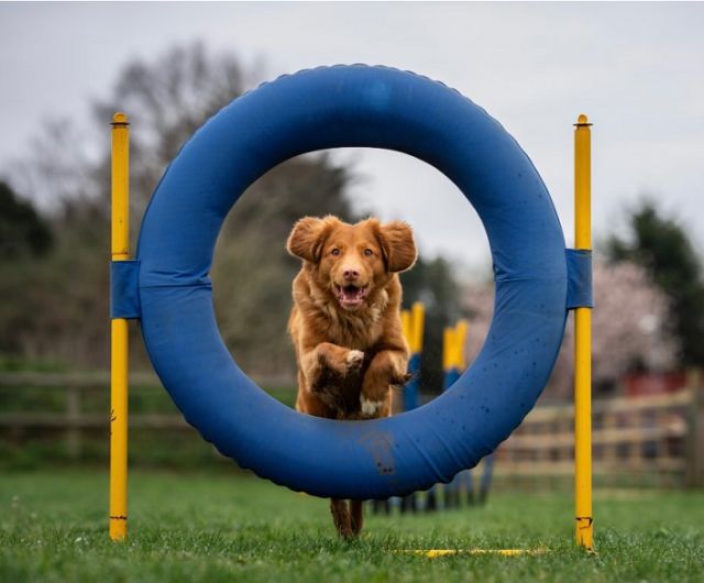 Mastering the Course: Dog Agility Training Tips for Success