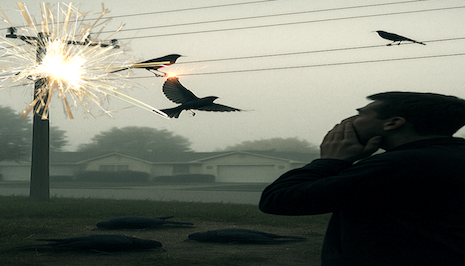 Mystery of the 'Exploding Birds' on Power Lines! Entire Neighborhood ...