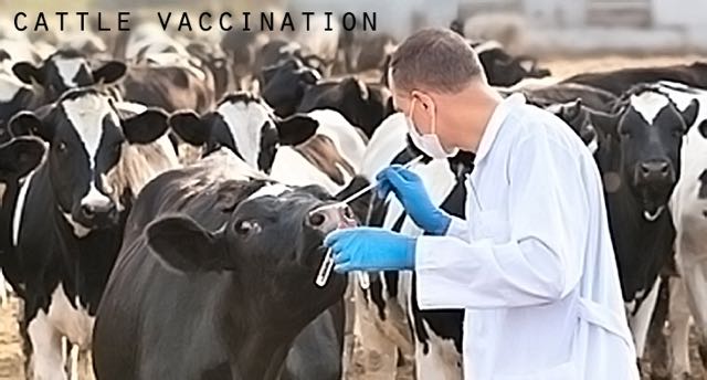 Exposed!  Cows Are Vaccinated With A Swab In The Nose.  Dr. Carrie Madej & Dr. Lorraine Day Both Confirm That COVID-19 Test Could Technically Be Vaccinating You Through Your Nose.  Live Nanotechnology Found In The Covid-19 Swabs Test! Must See Videos!! | 