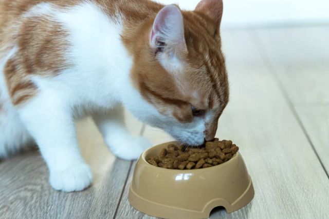 Healthy Cat Diets