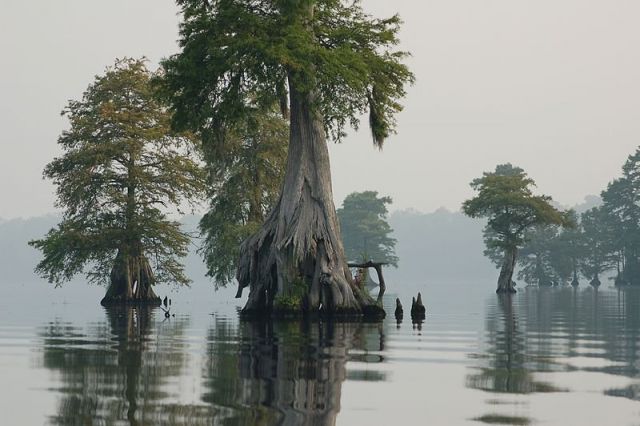 Mysterious Great Dismal Swamp – Why Can No One Find The Cemetery Twice ...